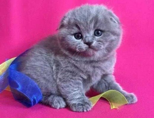 Шотландські плюшеві кошенята, висловушки.