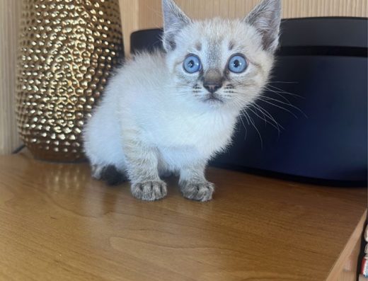 Очень крутые Тайские табби пойнт