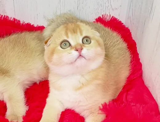 Ручна малеча. Шотландська висловуха дівчинка золота шиншила.