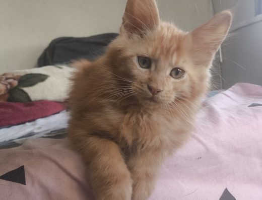 Мейн Кун кошеня хлопчик мальчик кот