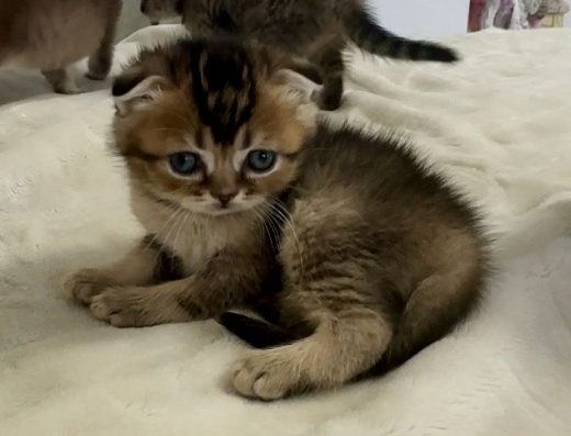 Шотландський котик.