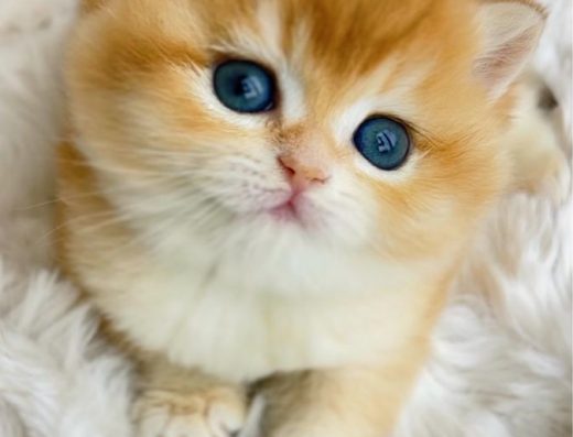 Золота британська гиншила кошеня дівчинка