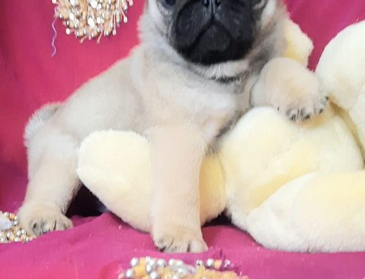 Мопсики-хлопчики та дівчатка: світло-бежеві малюки з щепленнями