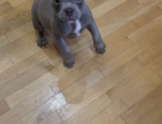 Американський буллі