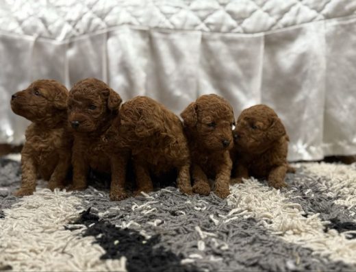 Цуценята породи Той-пудель: малюки кольору ред-браун