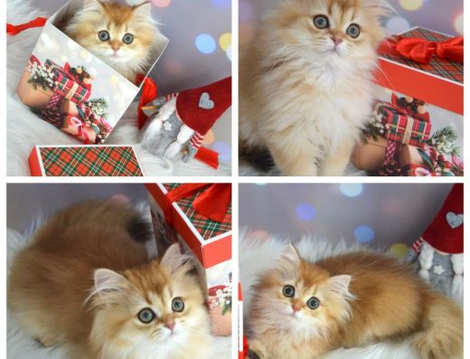 Британская золотая шиншилла котята/британська золота шиншила