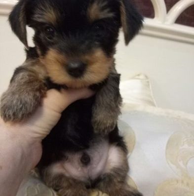 Йоркширський тер’єр в Одесі: цуценята з документами та родоводом