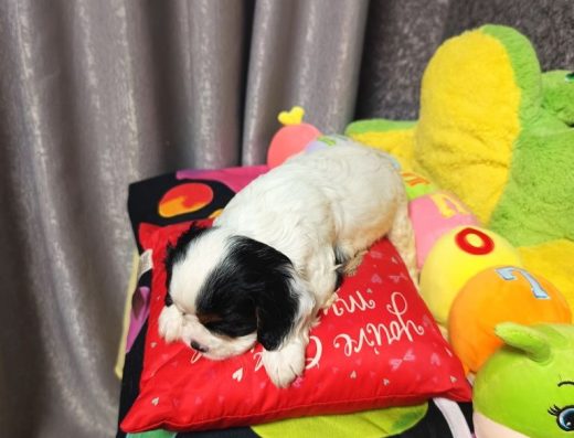 Дівчинка Кавалер-кінг-чарльз-спанієль: бронювання, доставка