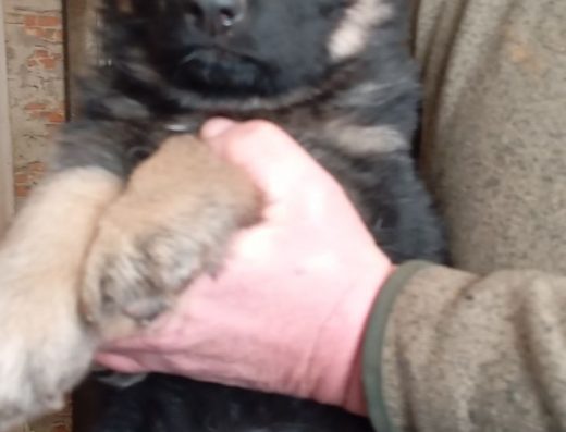 Дівчинка Німецької вівчарки: активна малеча з можливістю торгу