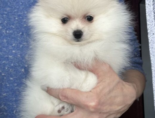 Дівчинка породи Померанський шпіц