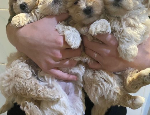 Мальтіпу F1: Активні хлопчики та дівчатка