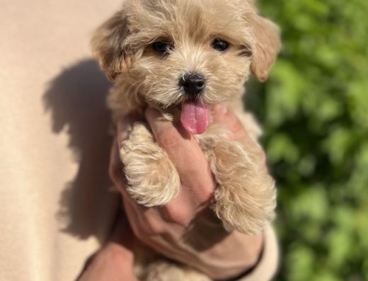 Мальтіпу F1 міні: Гіпоалергенні хлопчики та дівчатка з документами