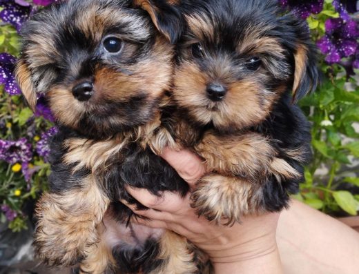 Йоркширський тер’єр міні: Кумедні малюки з міжнародним паспортом
