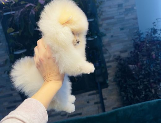 Шикарний хлопчик породи Померанський шпіц: Ужгород, доставка