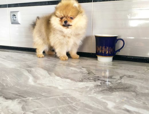 Руденький хлопчик Померанського шпіца: документи КСУ, чип