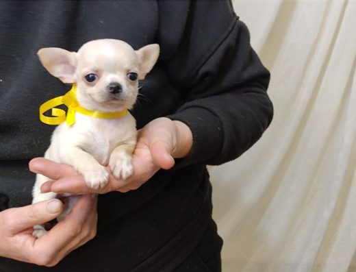 Ніжна дівчинка Чихуахуа: Життєрадісна красуня з щепленнями