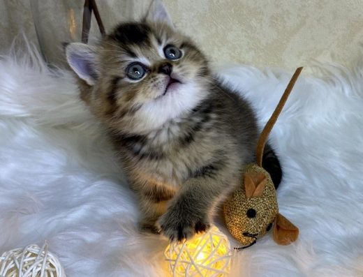 Шотландські кошенята