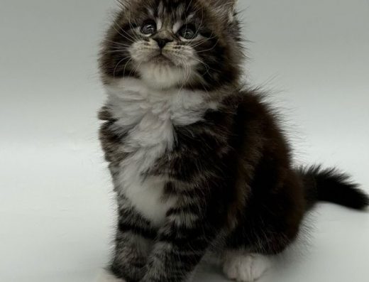 Мейн-кун дівчинка, полідактильна.