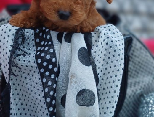 Мальтіпу кольору ред: Грайлива дівчинка з доставкою