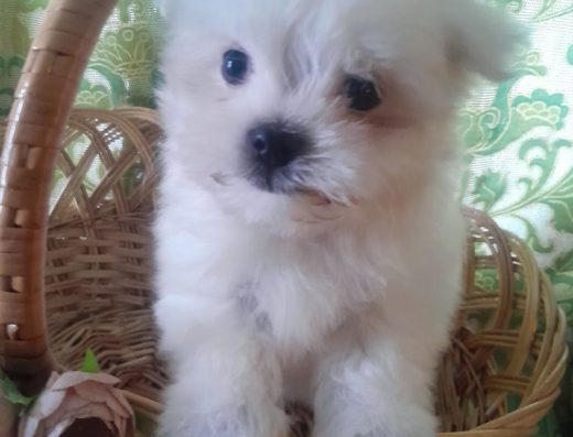 Міні хлопчик Мальтезе: Білосніжний красень із курносим носиком