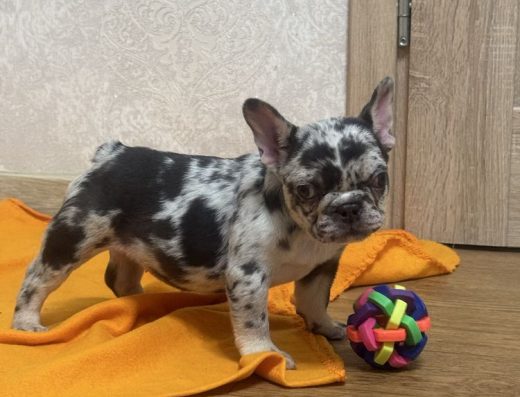 Шоколадна мерле дівчинка породи Французький Бульдог: Міні