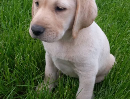 Дівчинка Лабрадор: Палевий окрас, із документами