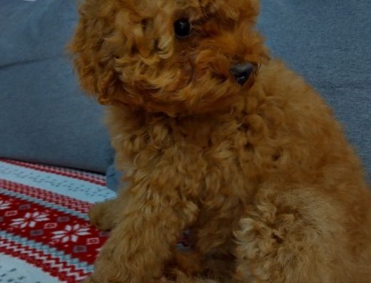 Хлопчики Той-пуделя: Щеплення та мікрочип