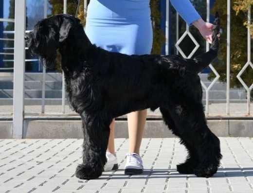 Дівчатка Різеншнауцера: Документи КСУ та доставка