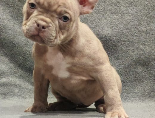 Дівчинка булі: Документи АВКС та КСУ