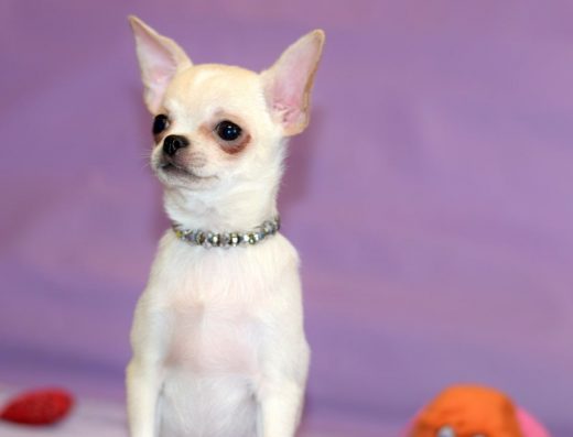Дівчинка чихуахуа: Біло-кремове забарвлення, щеплена