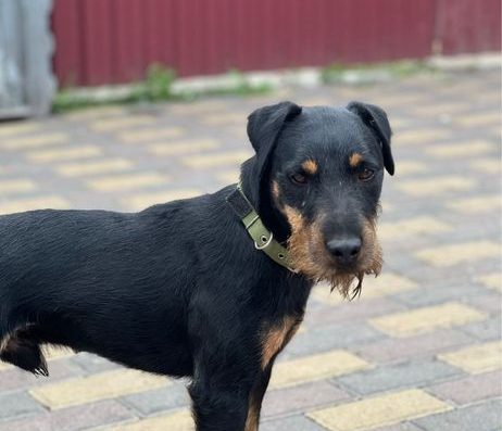 Цуценята Німецького Ягдтер’єра: Дівчата та хлопчик