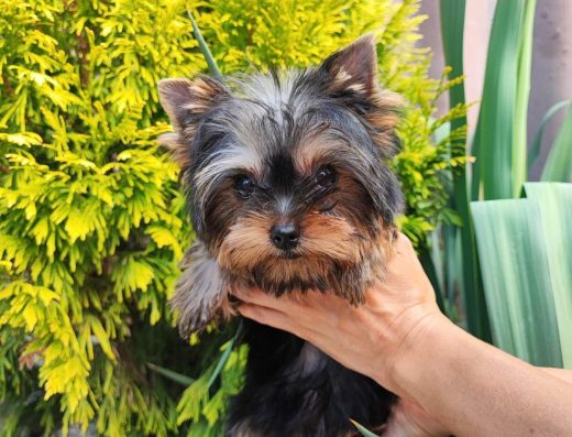 Лялькова леді: Йоркширський тер’єр з документами