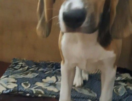 Дівчатка бігля: Документи КСУ та чип