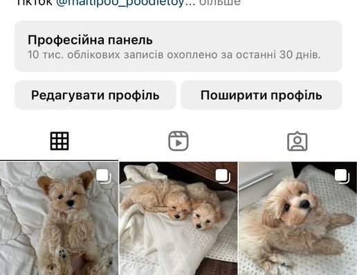 Мальтіпу Ф1: Бебі-фейс, чип та міжнародна доставка