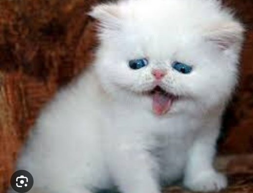 Екзотична кішка, кіт або кошеня. Доставка по всій Україні!