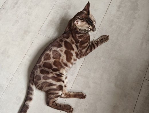 Хлопчик вугільна сепія 10 місяців в розведення або улюбленці