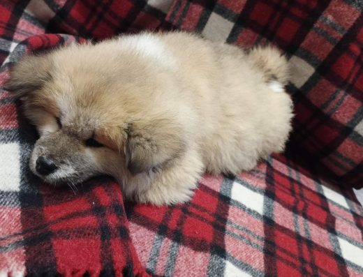 Дівчинка Акіта-іну: Повна вакцинація