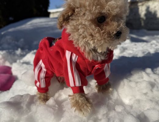 Карамельні Мальтіпу Ф1: Подарунки та доставка з рук в руки