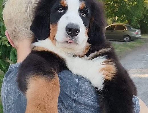Бернський Зенненхунд: Чистокровний хлопчик з розплідника