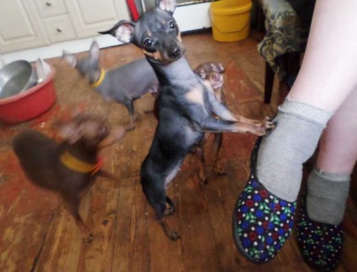 Милі Той-тер’єри: Міні дівчинки чорні з підпалом