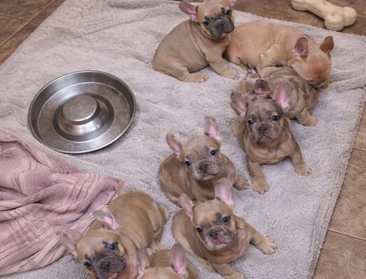 Цуценята Французького бульдога: Знижені ціни та різні кольори
