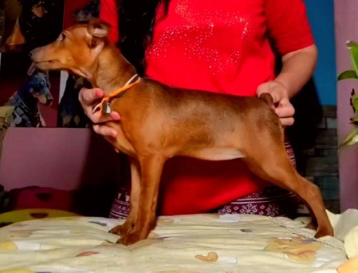 Дівчатка Цвергпінчера: Документи ККУ та повна вакцинація