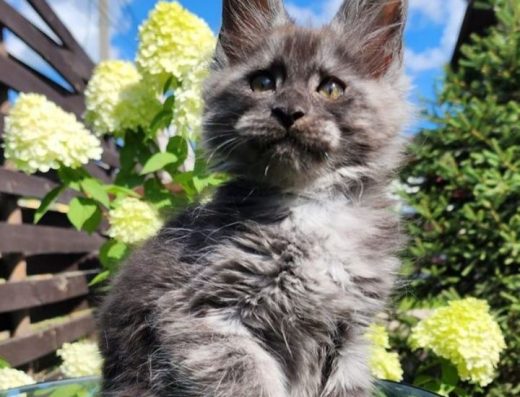 На продаж Домашні тигренята