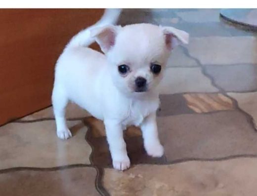 Мікро дівчинка Чихуахуа: Малеча у Києві