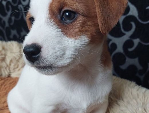 Шикарний Джек Рассел тер’єр: Документи UCI