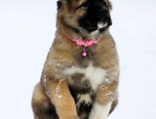 Дівчинка Кавказької вівчарки: Справжня вовчиця Мгела