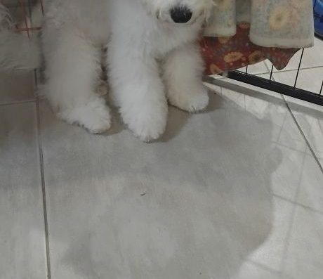 Маленькі Бішон Фрізе: Неалергенні малюки