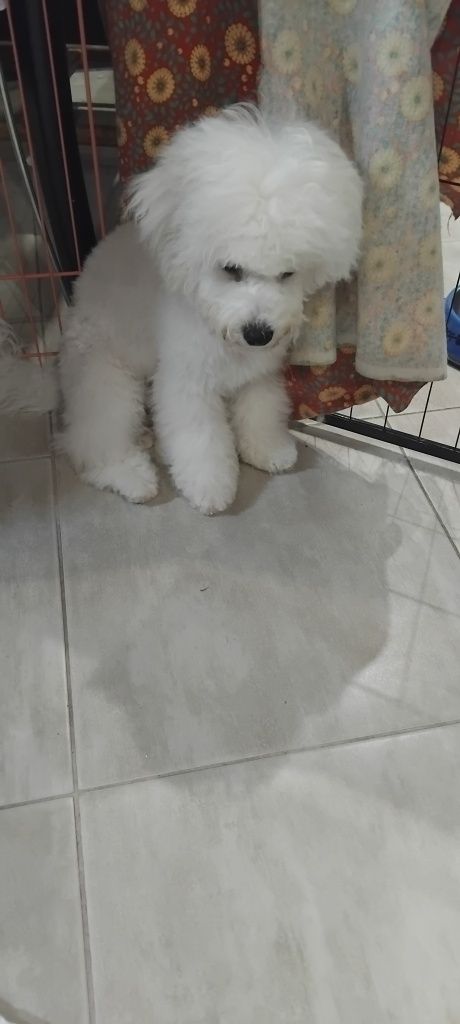 Маленькі Бішон Фрізе: Неалергенні малюки