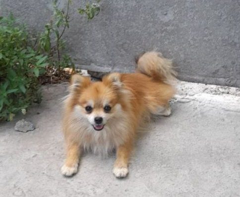 Померанський шпіц: Веселий та активний комочок щастя