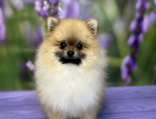 Хлопчик Померанського шпіца: Документи та чип